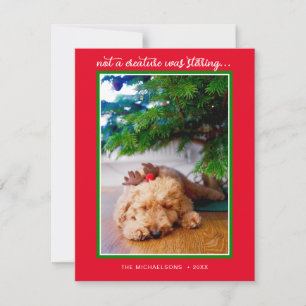 HOLIDAY PHOTO   Not A Creature Was Stirring Card