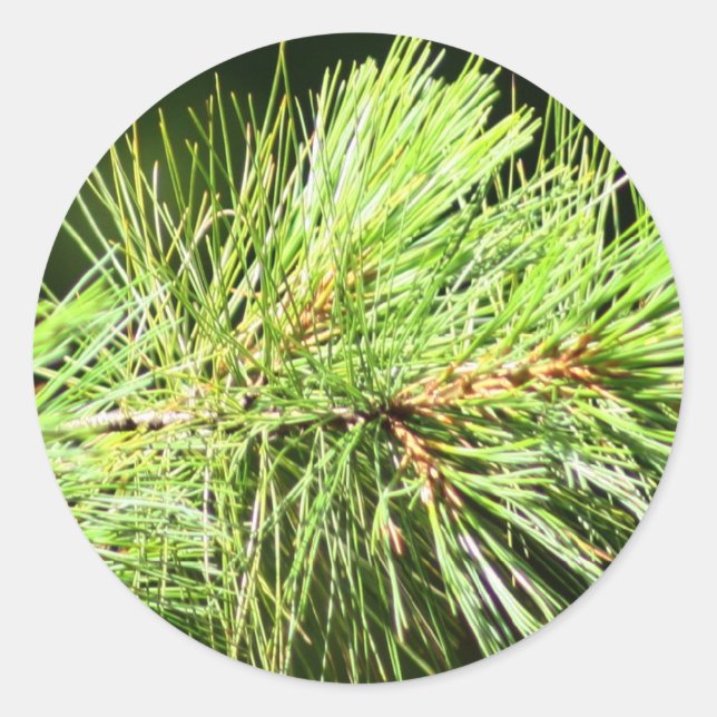 Holiday Pine Branch Christmas Cards Stickers (Front)