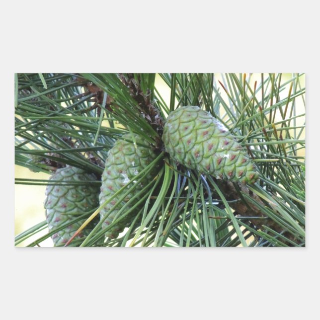 Holiday Pine Cones Rectangular Sticker (Front)
