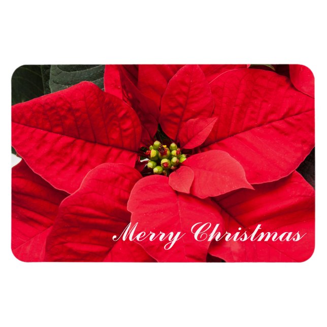 Holiday Poinsettia Magnet (Horizontal)