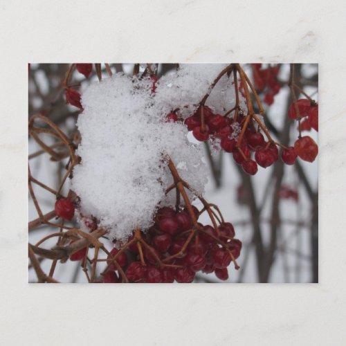 Holiday Postcard Red Berries and Snow