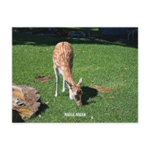 Holiday postcard semi gloss