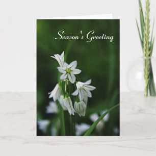 Holiday Season Greeting Cards