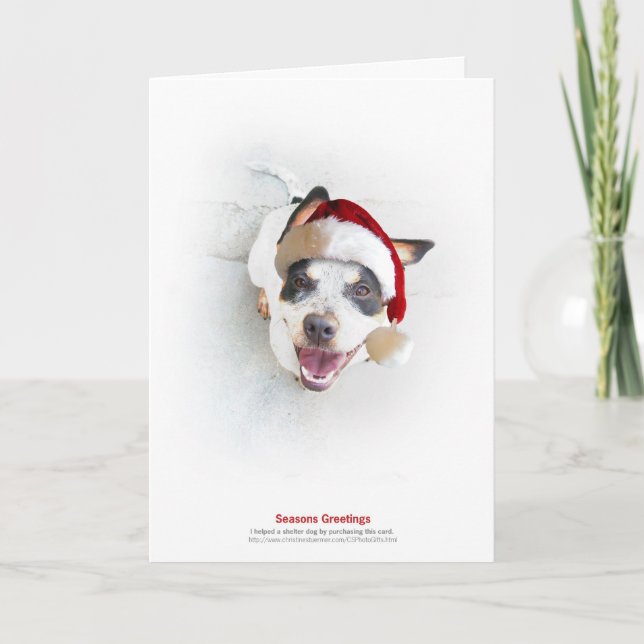 Holiday Shelter Dog (Front)