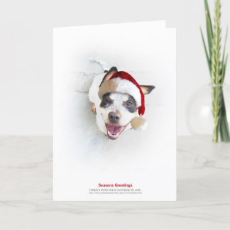 Holiday Shelter Dog