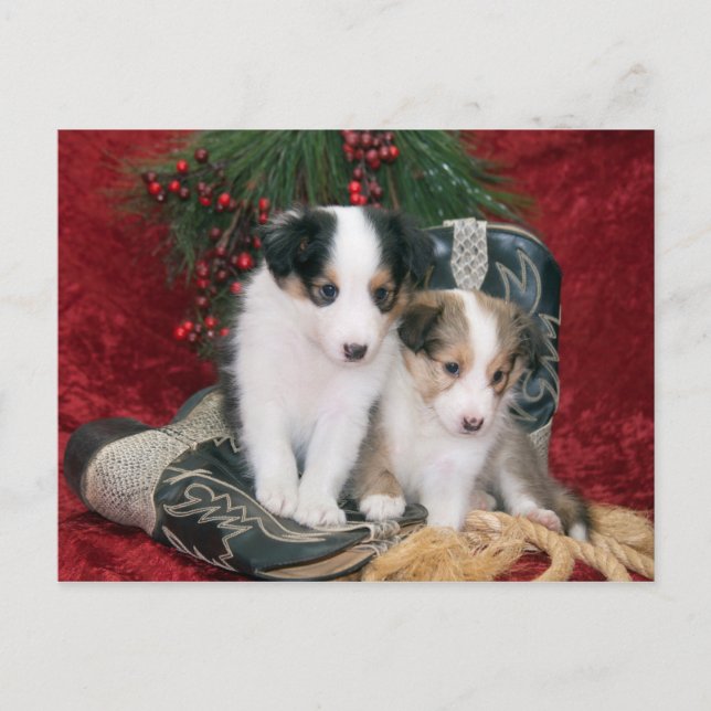 Holiday Shetland Sheepdog Puppies Postcard (Front)