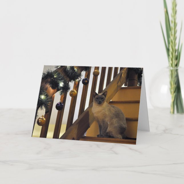 Holiday Siamese 2 (Front)