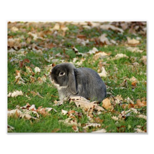 Holland Lop Bunny 10 x 8 Photographic Print