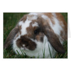 Holland Lop Bunny by T Schwandt Photography