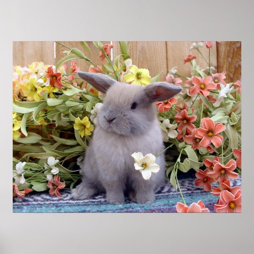 Holland Lop bunny on a Poster