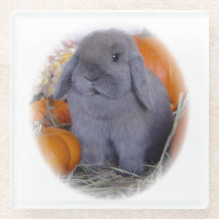 Holland Lop bunny on Glass Coaster