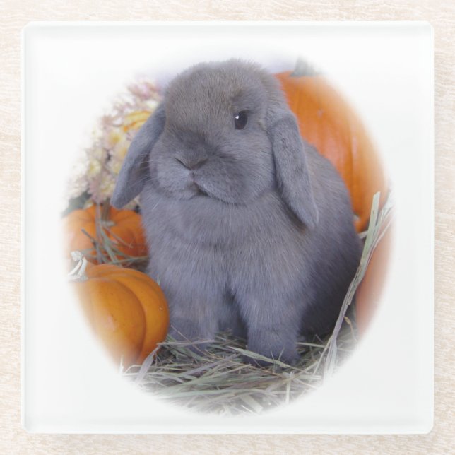 Holland Lop bunny on Glass Coaster (Front)