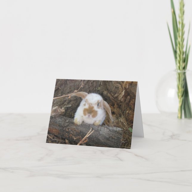 Holland Lop Notecard (Front)