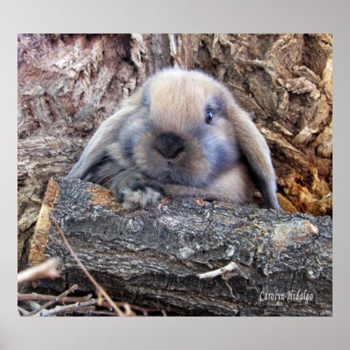 Holland Lop Poster