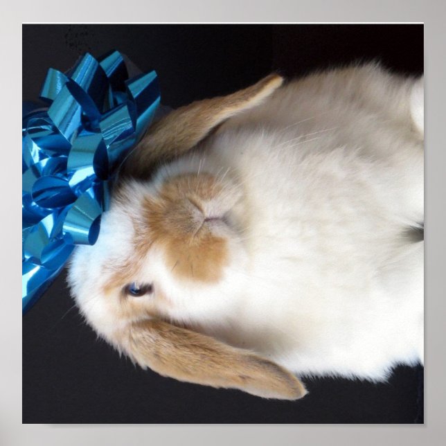 Holland Lop Present Bunny Poster (Front)