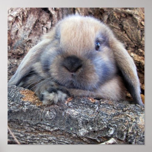 Holland Lop print