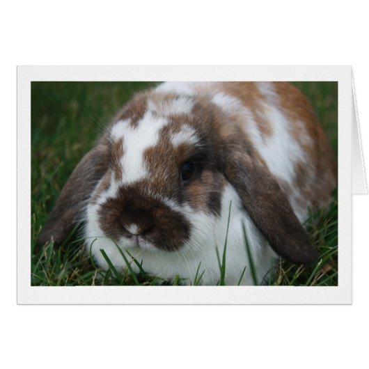 Holland Lop Rabbit Blank Card (Front Horizontal)