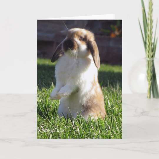 Holland Lop Standing up Card | Zazzle.com