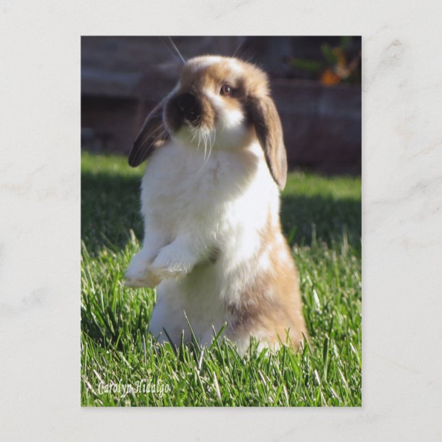 holland lop standing up postcard (Front)