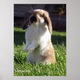 Holland Lop Standing Up Poster
