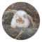 Holland Lop Sticker