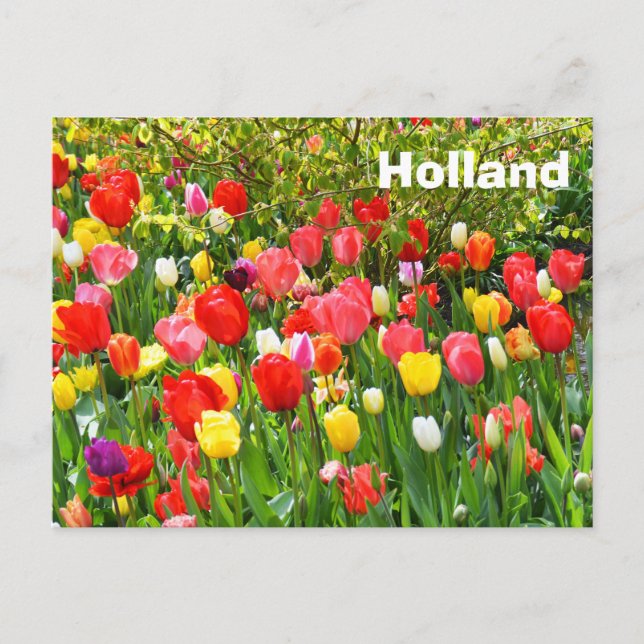 Holland Postcard (Front)