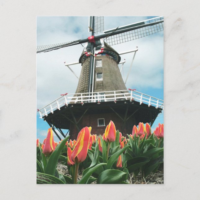 Holland Tulip Time Flowers Windmill Postcard (Front)