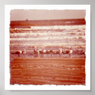 Holly Beach Seagulls Poster