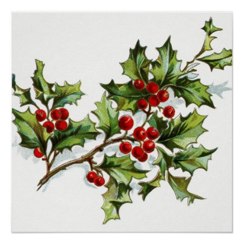Holly Berries 001 Poster