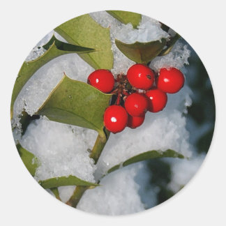 Holly berries in snow stickers