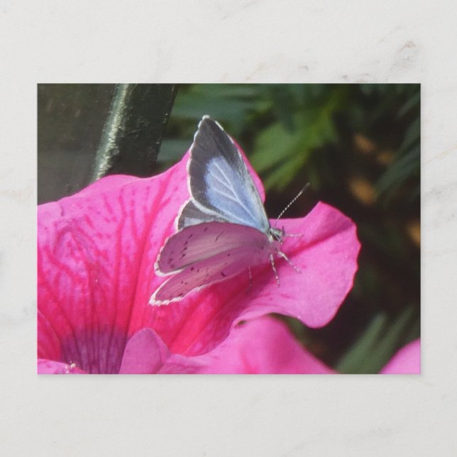 Holly Blue Butterfly on Pink Flower DIY Postcard (Front)