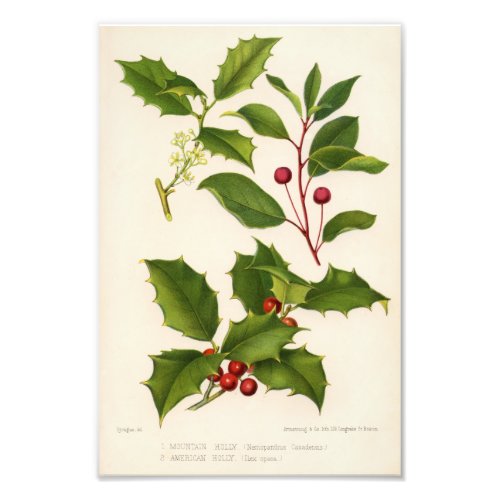 Holly Botanical Illustration Christmas Photo Print