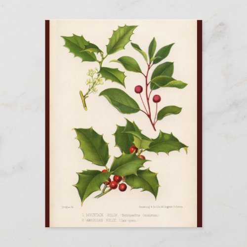 Holly Botanical Illustration Christmas Postcard