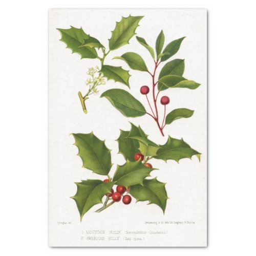 Holly Botanical Illustration Christmas Tissue Paper