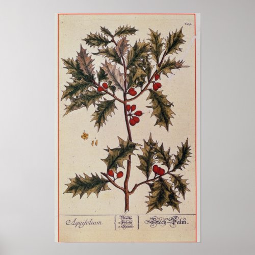 Holly from A Curious Herbal 1782 Poster