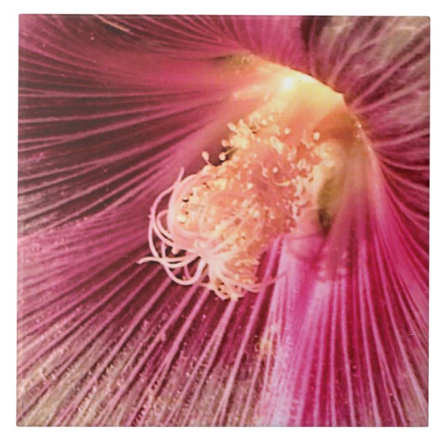 Holly Hock in the Evening Sun Tile (Front)