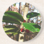 Holly Leaves I Holiday Botanical Drink Coaster