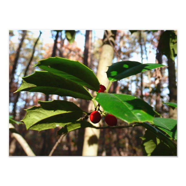 Holly Leaves I Holiday Botanical Photo Print (Front)