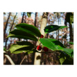 Holly Leaves I Holiday Botanical Poster