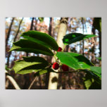Holly Leaves I Holiday Botanical Poster