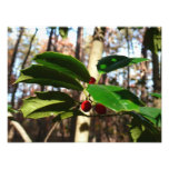 Holly Leaves I Holiday Christmas Nature Botanical Photo Print