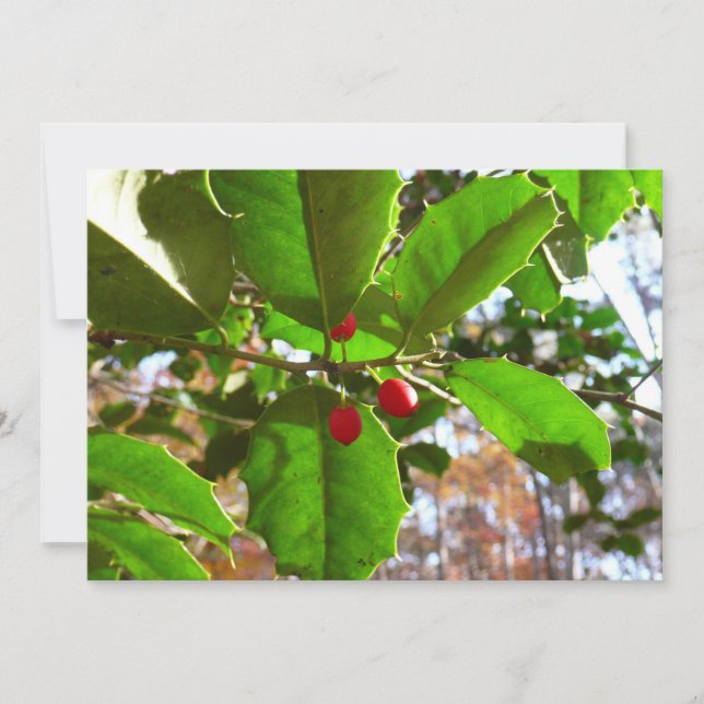 Holly Leaves II Holiday Nature Botanical (Front)