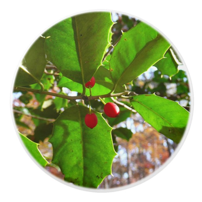 Holly Leaves II Holiday Nature Botanical Ceramic Knob (Front)