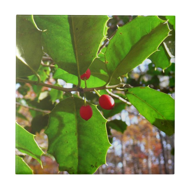 Holly Leaves II Holiday Nature Botanical Ceramic Tile (Front)
