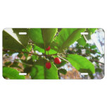 Holly Leaves II Holiday Nature Botanical License Plate