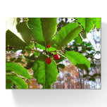 Holly Leaves II Holiday Nature Botanical Paperweight