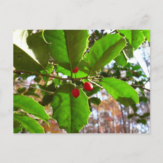 Holly Leaves II Holiday Nature Botanical Postcard (Front)