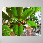 Holly Leaves II Holiday Nature Botanical Poster