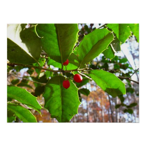 Holly Leaves II Holiday Nature Botanical Poster