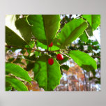 Holly Leaves II Holiday Nature Botanical Poster